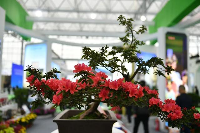 2017合肥园林机械展