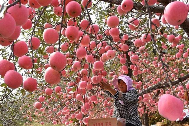 山东苹果品尝指南丨“全球最好吃”苹果开售，发货地：山东4