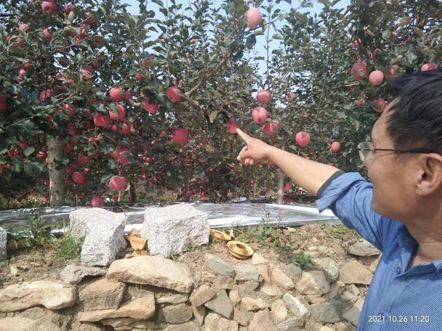 山东唯一苹果示范村！咱栖霞的肖家夼入选全国“一村一品”示范村3