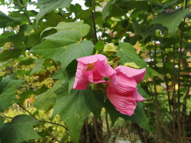 木芙蓉花