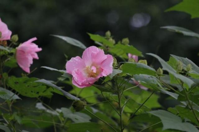 木芙蓉图片