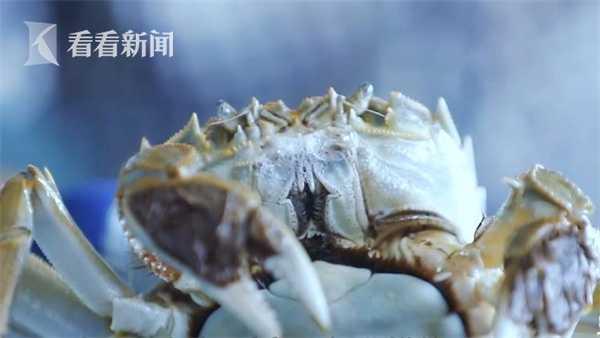 寻味上海 上海海洋大学教授告诉你好蟹的 四大标准 太阳信息网