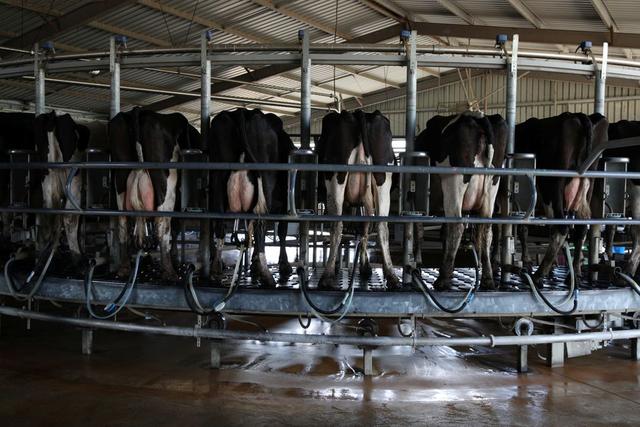 担心对农牧业造成影响，澳大利亚拒绝加入全球甲烷减排承诺