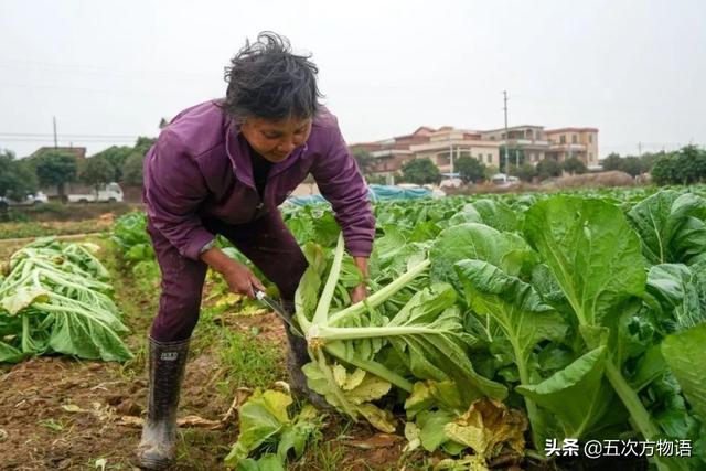 十字花科蔬菜