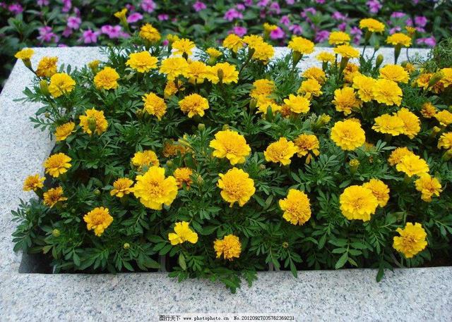 孔雀草 孔雀草（孔雀草图片大全大图） 生活