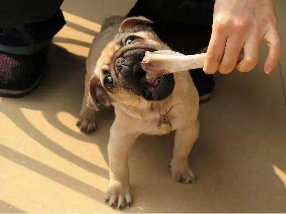 狗狗吃鸡骨头怎么都不怎么咀嚼(狗狗骨头没嚼碎直接吞了)-艾拉养犬