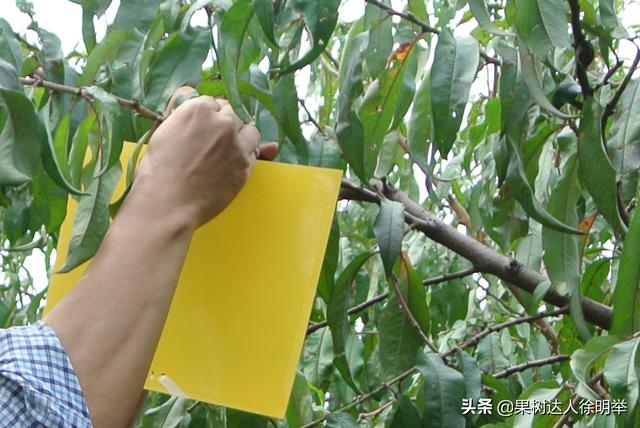 小小瘤蚜需要注意防治，等发生就很难彻底清除6