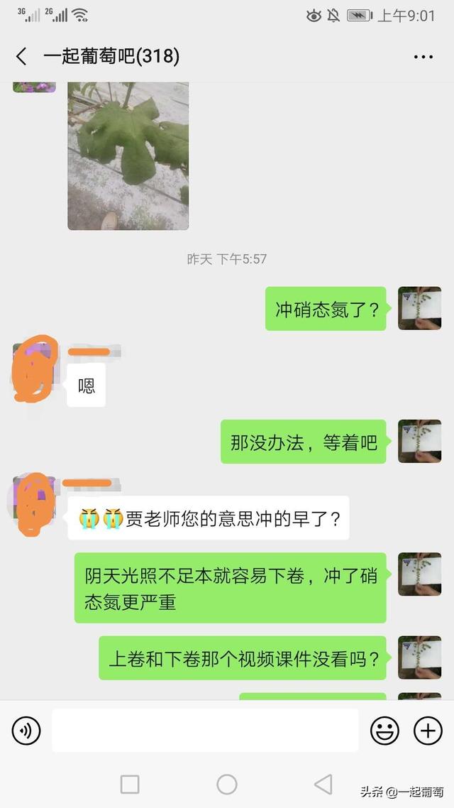 葡萄病害判断，要看潜伏期，也要看天，看地，看人8