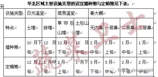 甜瓜种植技术分享，高效技术助你亩产超万斤3