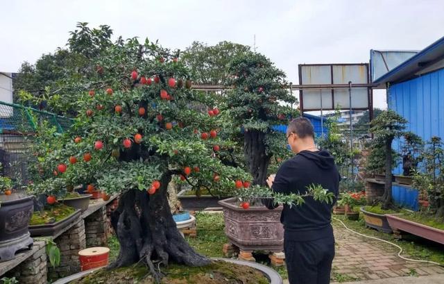 这15种“大毒花”，生活中很常见，遇见了别触碰11