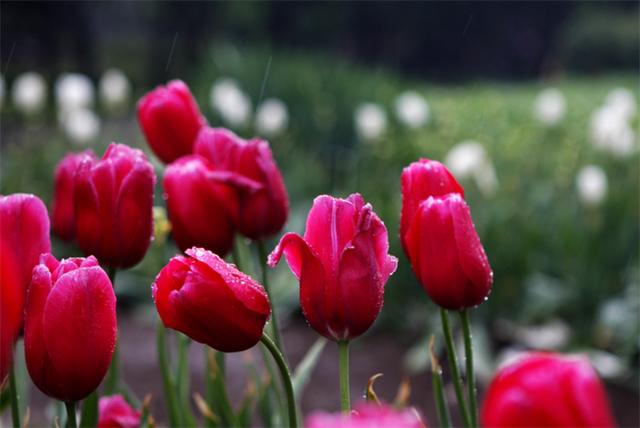 郁金香花语和寓意