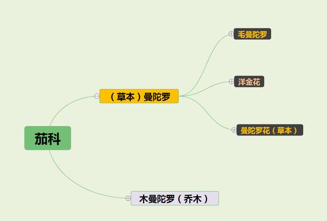 曼陀罗花图片