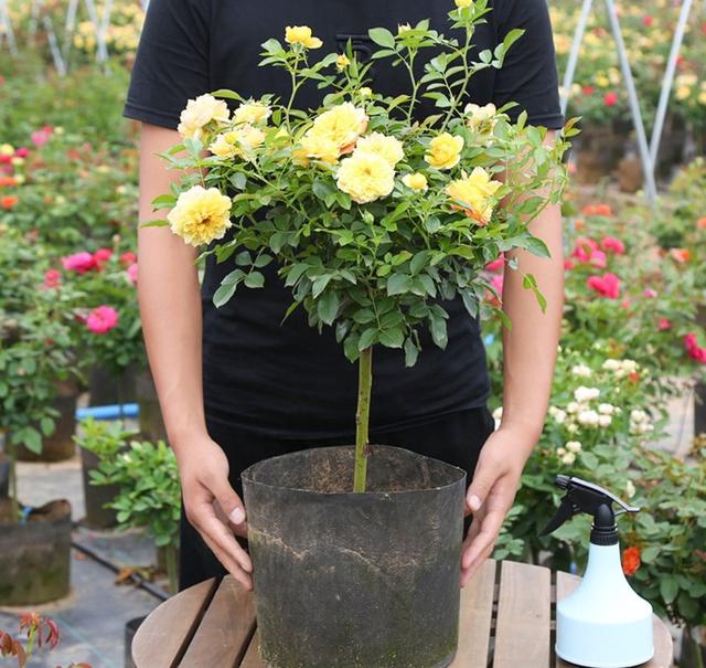 月季花的品种 月季花的品种（月季花的品种都有哪些） 生活