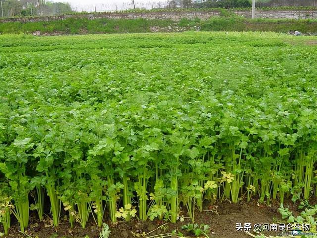 芹菜烂根是什么原因？芹菜死苗烂根的治疗？芹菜抗病增产施肥1