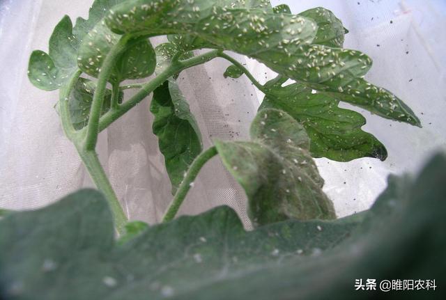 这个新药，杀蚜虫、白粉虱只需几秒钟，就可击倒害虫，持效期20天2