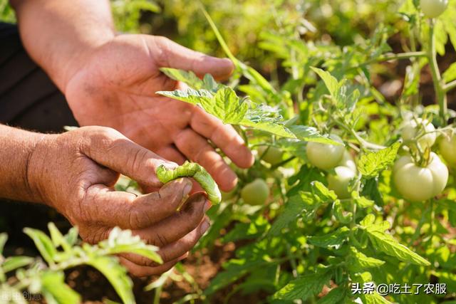 水稻钻心虫防治的时间是多久？钻心虫用什么农药？3