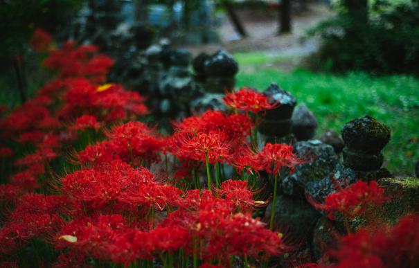 冥界之花有哪些（盘点6种很美的“冥界之花”）