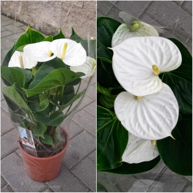红掌的养护方法