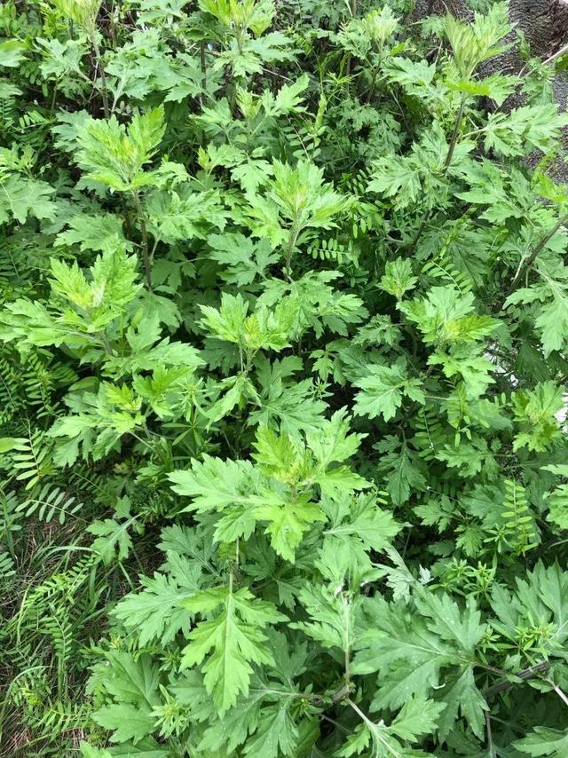 防蚊植物