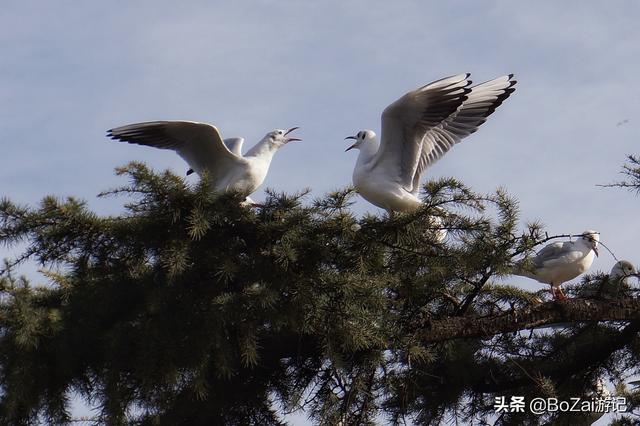 昆明有哪些景点