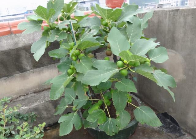 盆栽果树 盆栽果树（盆栽果树苗北方种植） 生活