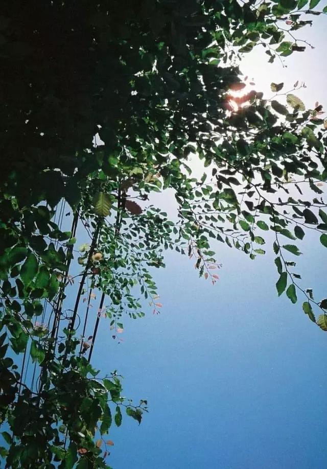 早安美文181113:一心不乱,万事安然