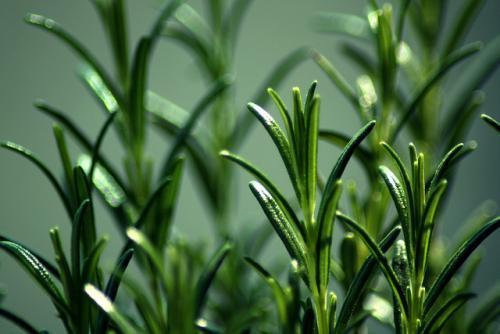 迷迭香种植 迷迭香种植（迷迭香种植时间和方法） 生活