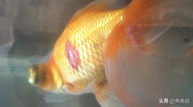 热带鱼鳞脱落