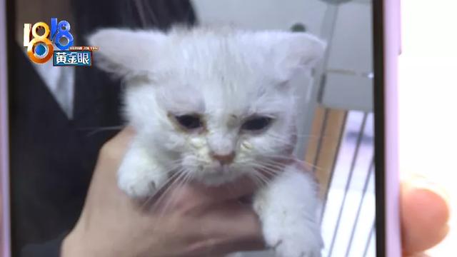 银点猫多少钱一只