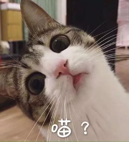 猫咪品种大全及图片