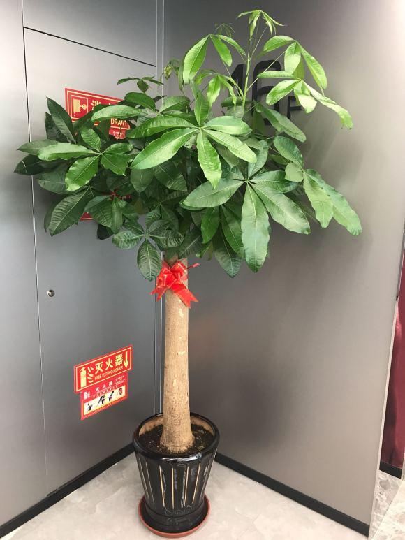 发财树怎么养 发财树怎么养（发财树怎么养才能爆盆） 生活