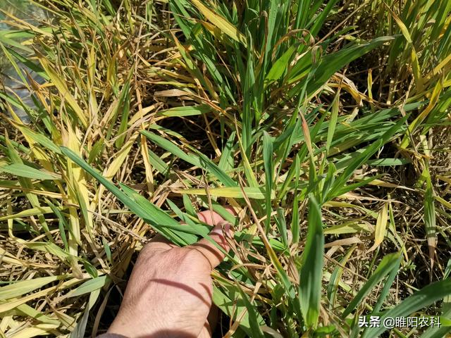 麦田使用除草剂，记住这三点，除草干净小麦又安全2