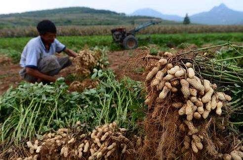 花生怎样管理才高产？学会了这些种植知识，你或许能找到答案4