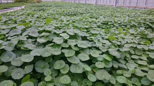 铜钱草怎么养（水陆两栖的铜钱草三大养殖方法）