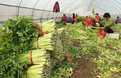 农民种芹菜，用好这几种生长调节剂，有利芹菜提高产量和品质2