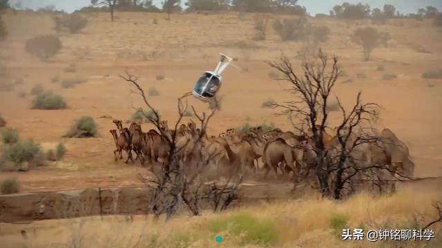 100万头骆驼“攻占”澳洲，抢占水源，掠夺植被，吃货也无能为力