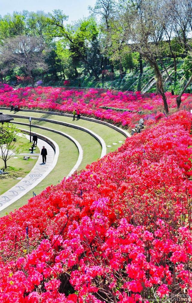 杜鹃花语