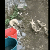 搞笑GIF图：本以为自己机智满满