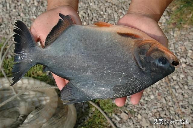 淡水白鲳(淡水白鲳吧) 资讯 第2张
