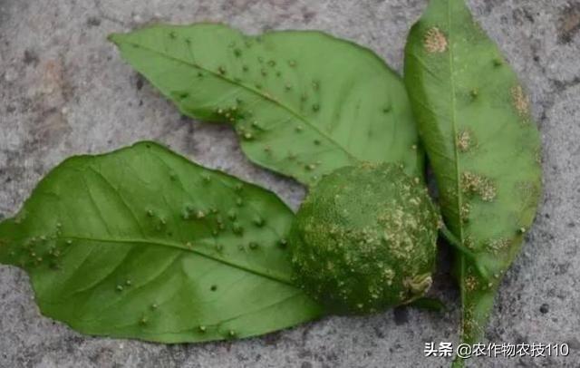 果树萌芽期至盛果期的病虫害发生与防治！看了不后悔11