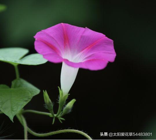 夏天开的花有哪些