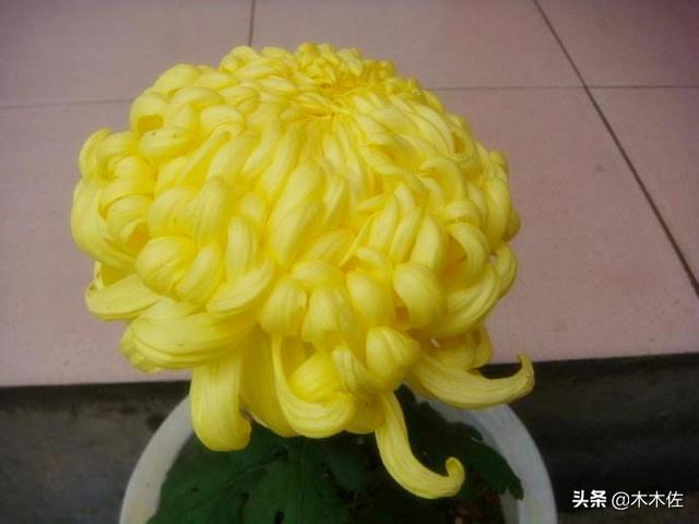 菊花的品种