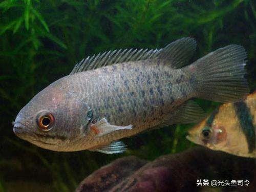 昂刺鱼没有鱼鳞吗