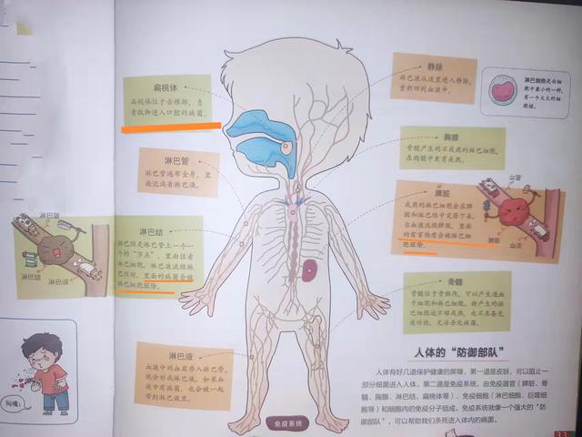 “妈妈，为什么我们会生病？”23张图给孩子解释：我们的身体