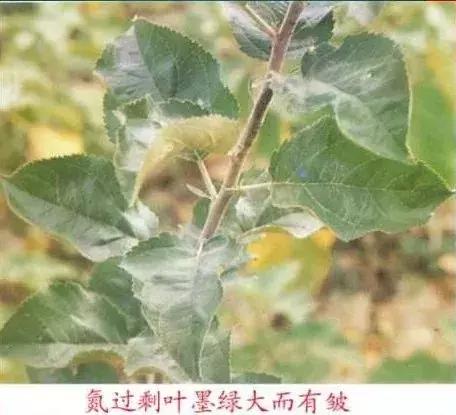 图文详解：苹果树常见8种缺素症表现+防治5