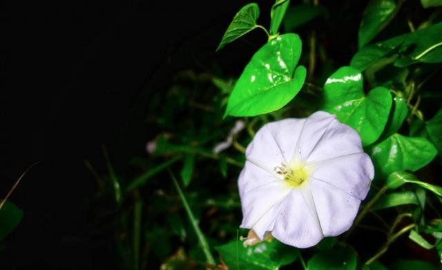 月光花圖片 月光花圖片(月光花圖片唯美) 業界