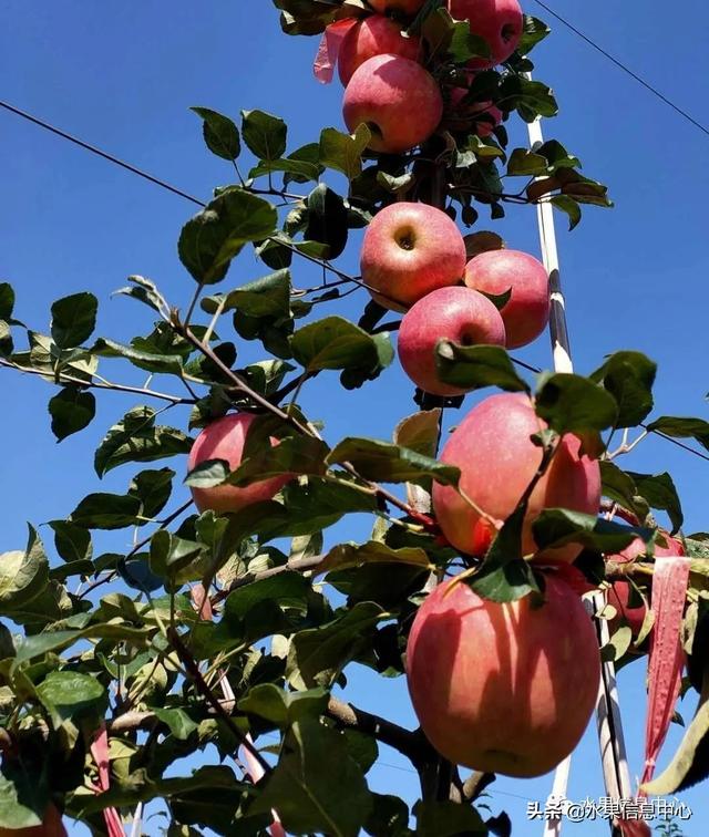 苹果的种类