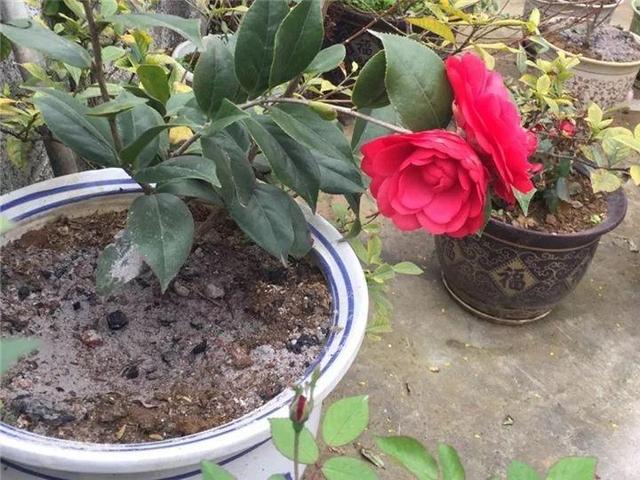 能磨芝麻核桃破碎机