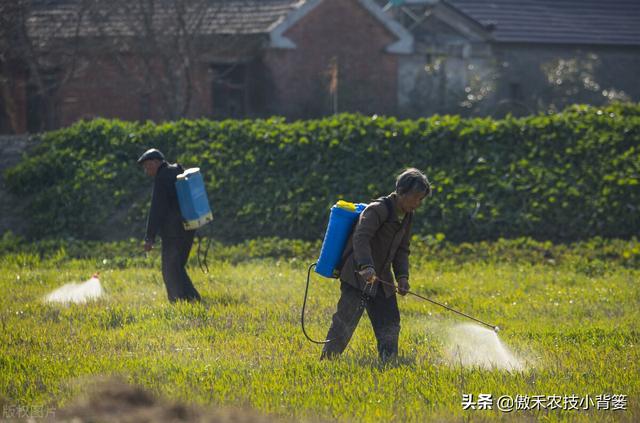 打除草剂后田间杂草杀不死、作物出现药害？这样打药除草效果最好13