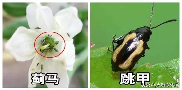 恶性蓟马“大杀器”！前打后死！虫卵兼杀！24小时死虫率高达90%5